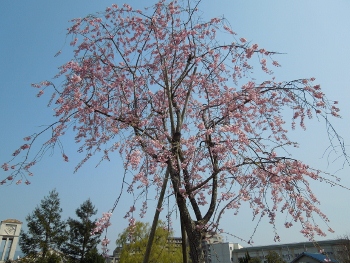 寺ヶ池公園の桜